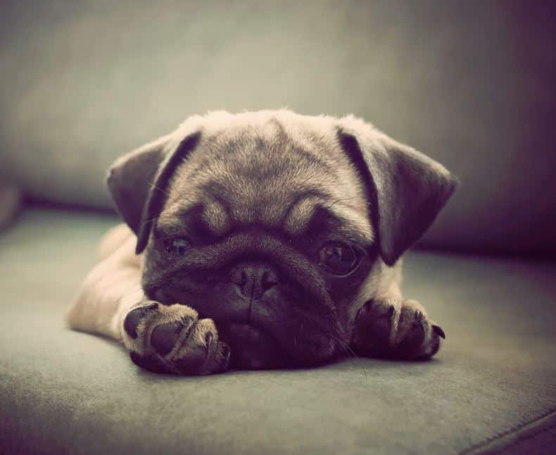 Mops auf Sofa