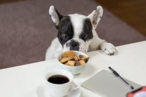 Hund möchte Schokokekse fressen