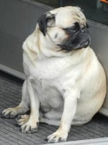 Übergewichtiger Hund sitzt auf Teppich