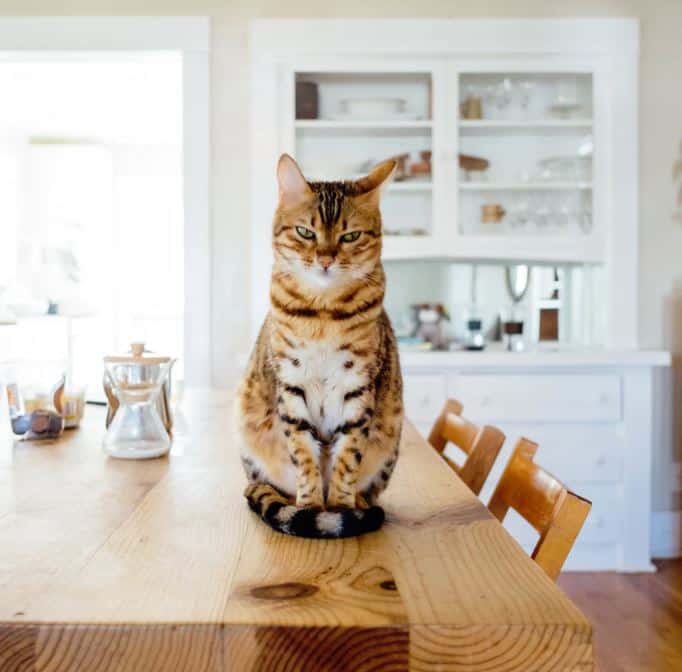 Katze auf Küchentisch