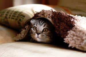 Katze unter Decke