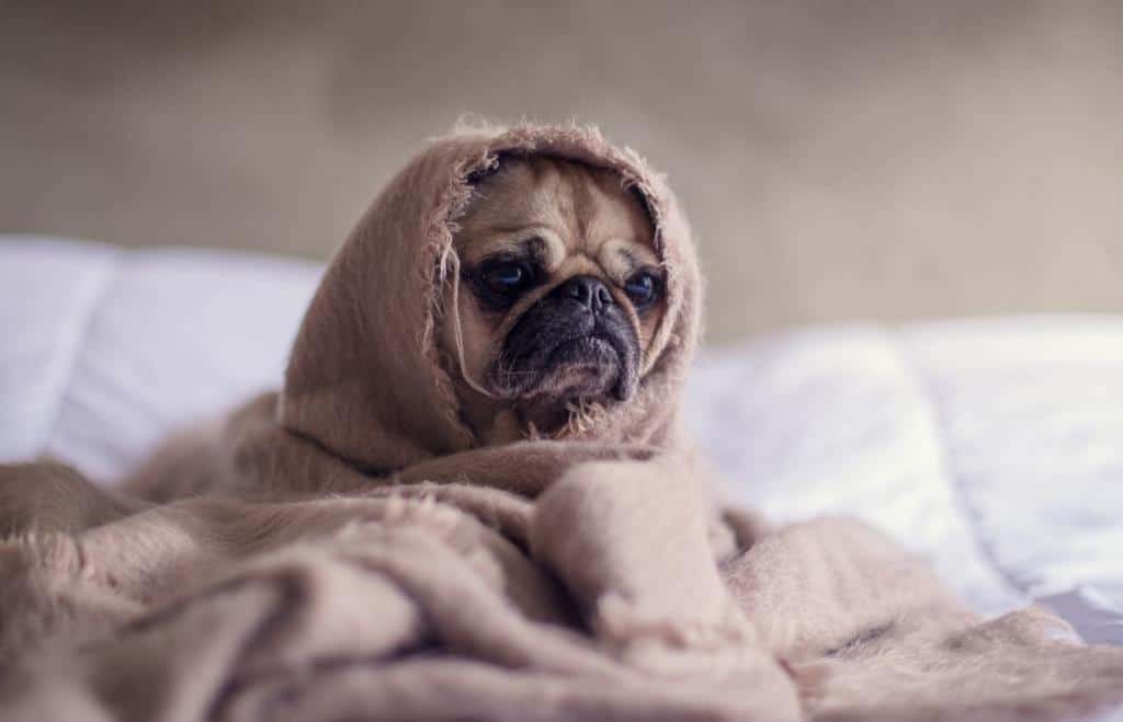 Mops Hund in Decke