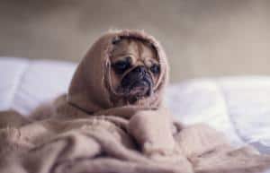 Mops Hund in Decke