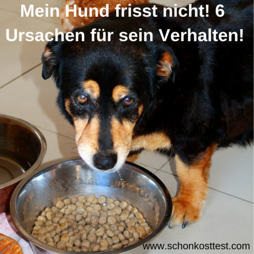 Hund steht traurig vor vollem Napf