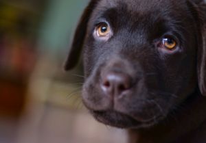 Hundegeicht Labrador