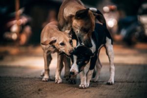Hunden beißen einen anderen Hund