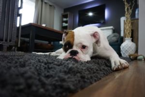 Hund liegt auf der Tepic