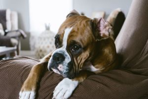 Boxerhund liegt auf dem Sofa