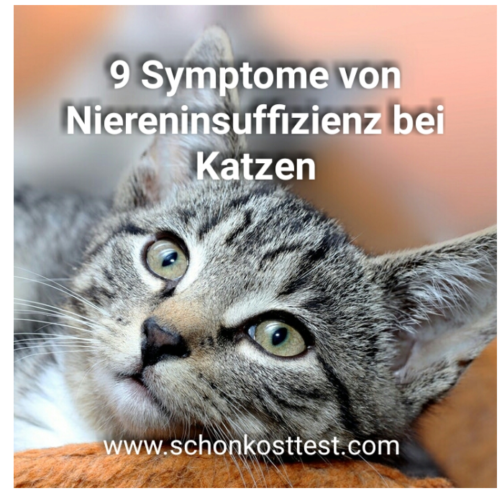 9 Symptome von Niereninsuffizienz bei meiner Katze