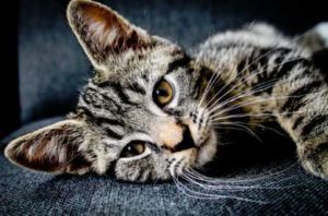 Niereninsuffizienz Katze liegt auf Sofa