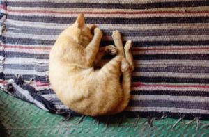 Niereninsuffizienz Katze liegt zusammengerollt auf Teppich