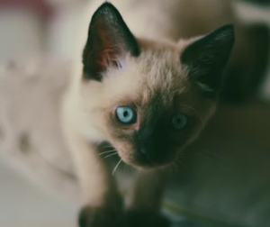 Durchfall bei Katzen - Junge Katze