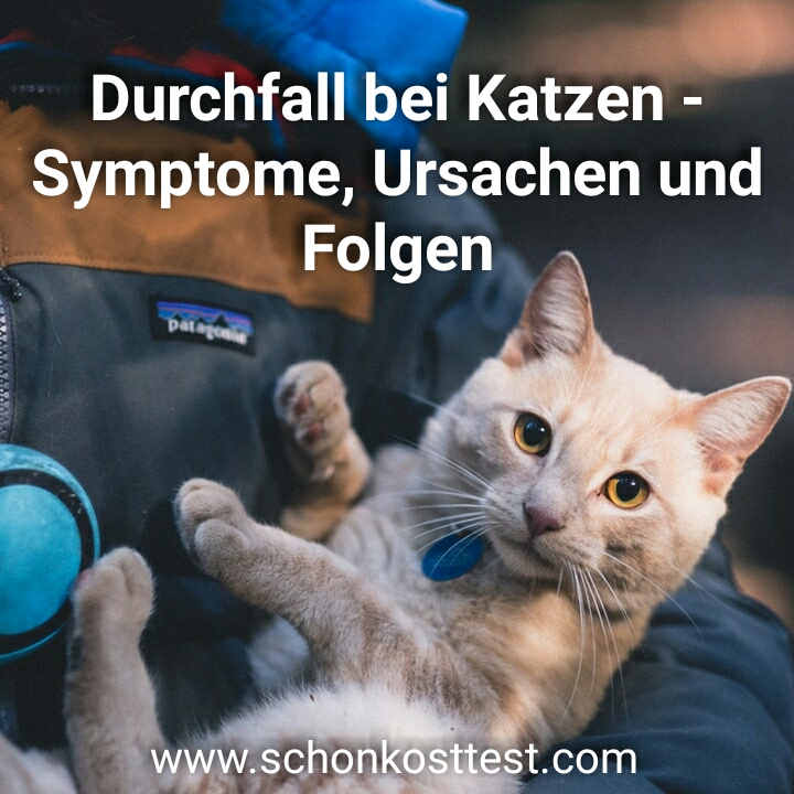 Durchfall bei Katzen Was tun? Schonkosttest