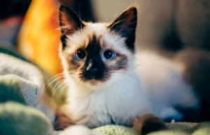 Durchfall bei Katzen - Flauschige Katze