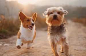 Zwei Hunde freuen sich auf hypoallergenes Hundefutter