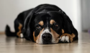 Hund möchte hypoallergenes Hundefutter