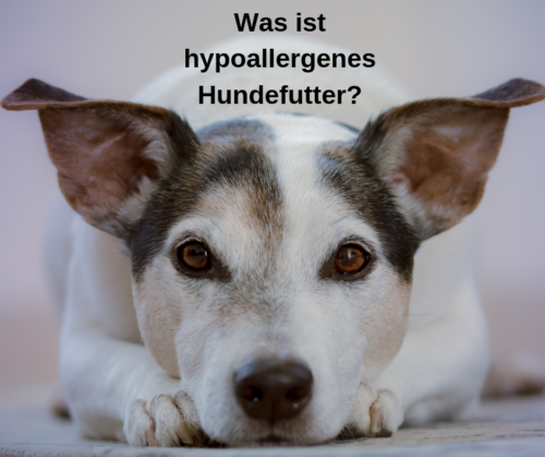 hypoallergenes Hundefutter Schonkosttest