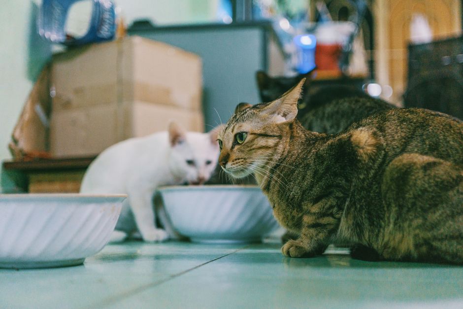 Katze: Kalorienbedarf im Blick
