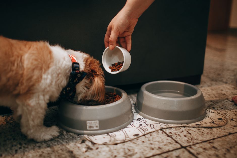 Hund frisst aus dem Napf