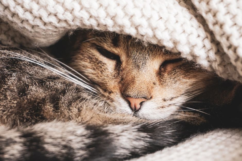 Katze liegend auf Decke