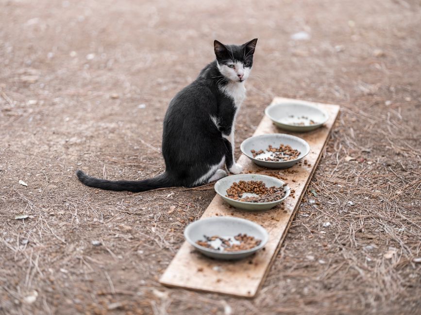 Katze frisst aus dem Napf