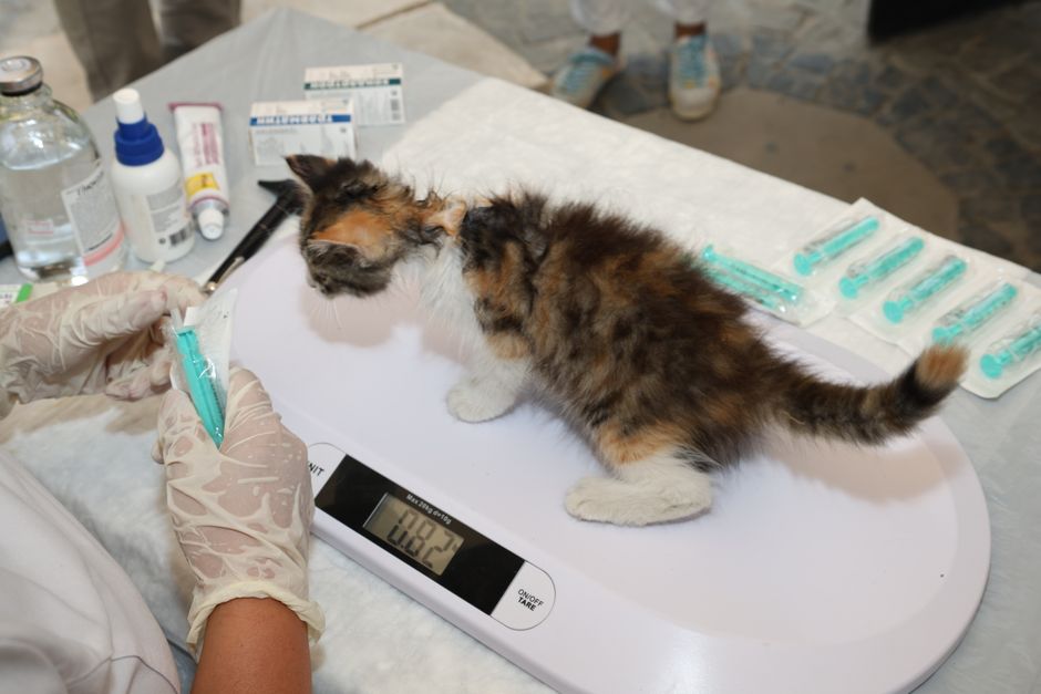 Hunde-Schonkost mit Reis in der Schüssel