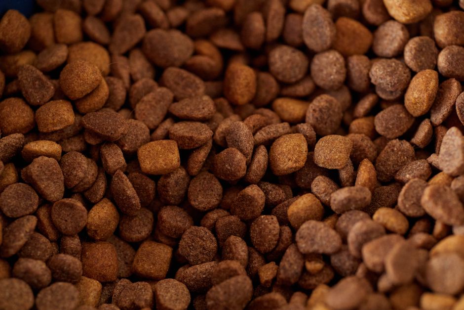 Hund frisst Schonkost mit Reis und Hühnchen aus dem Napf