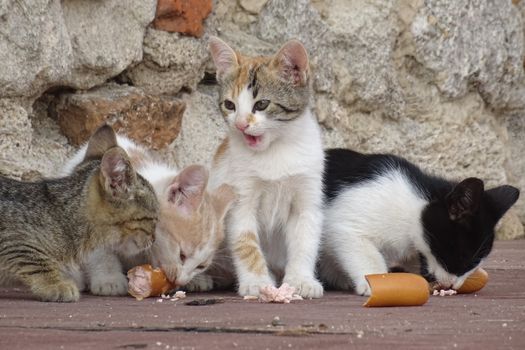 Katze frisst Futter aus Napf