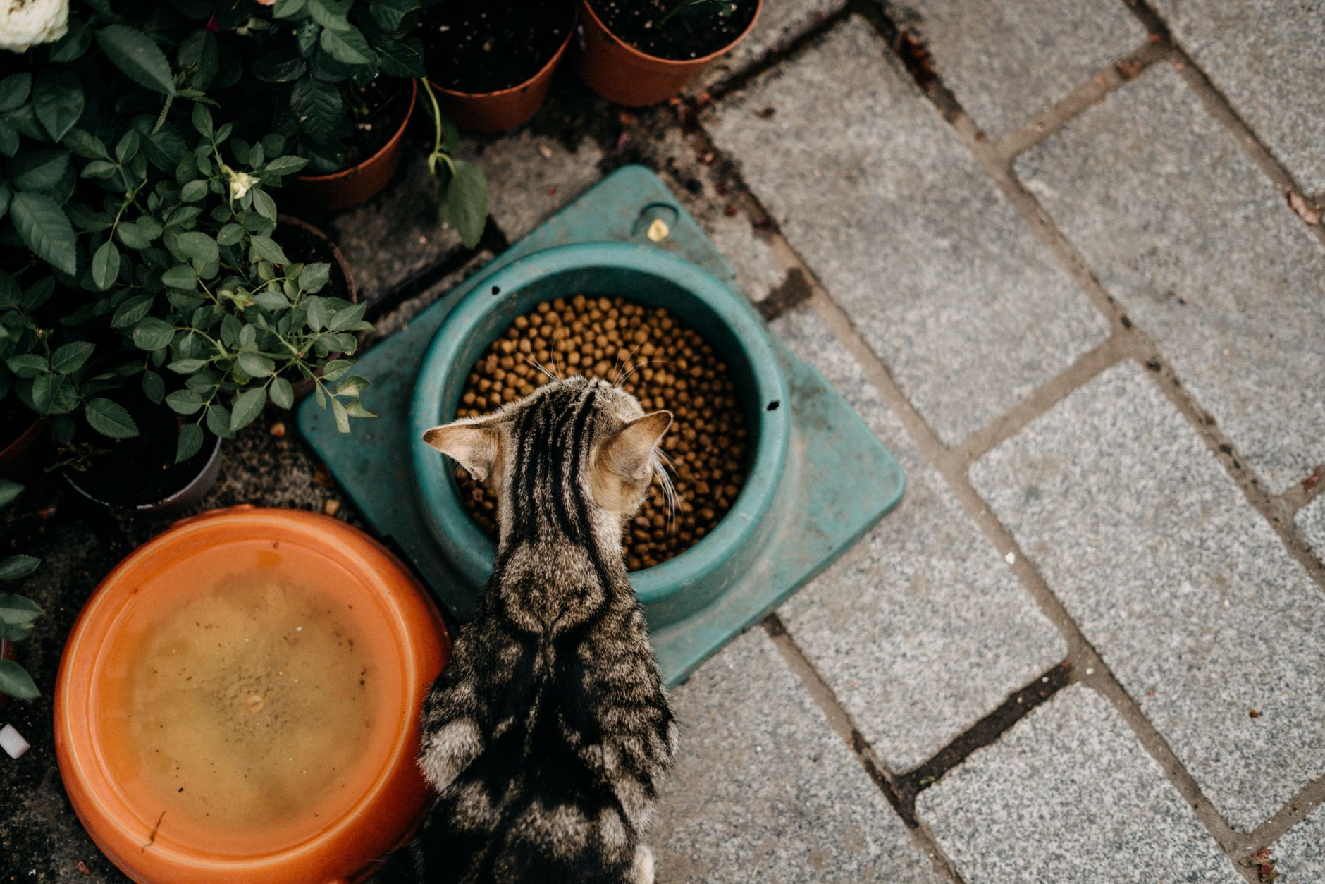 Haarballen bei Katzen: Wie die richtige Fütterung vorbeugt