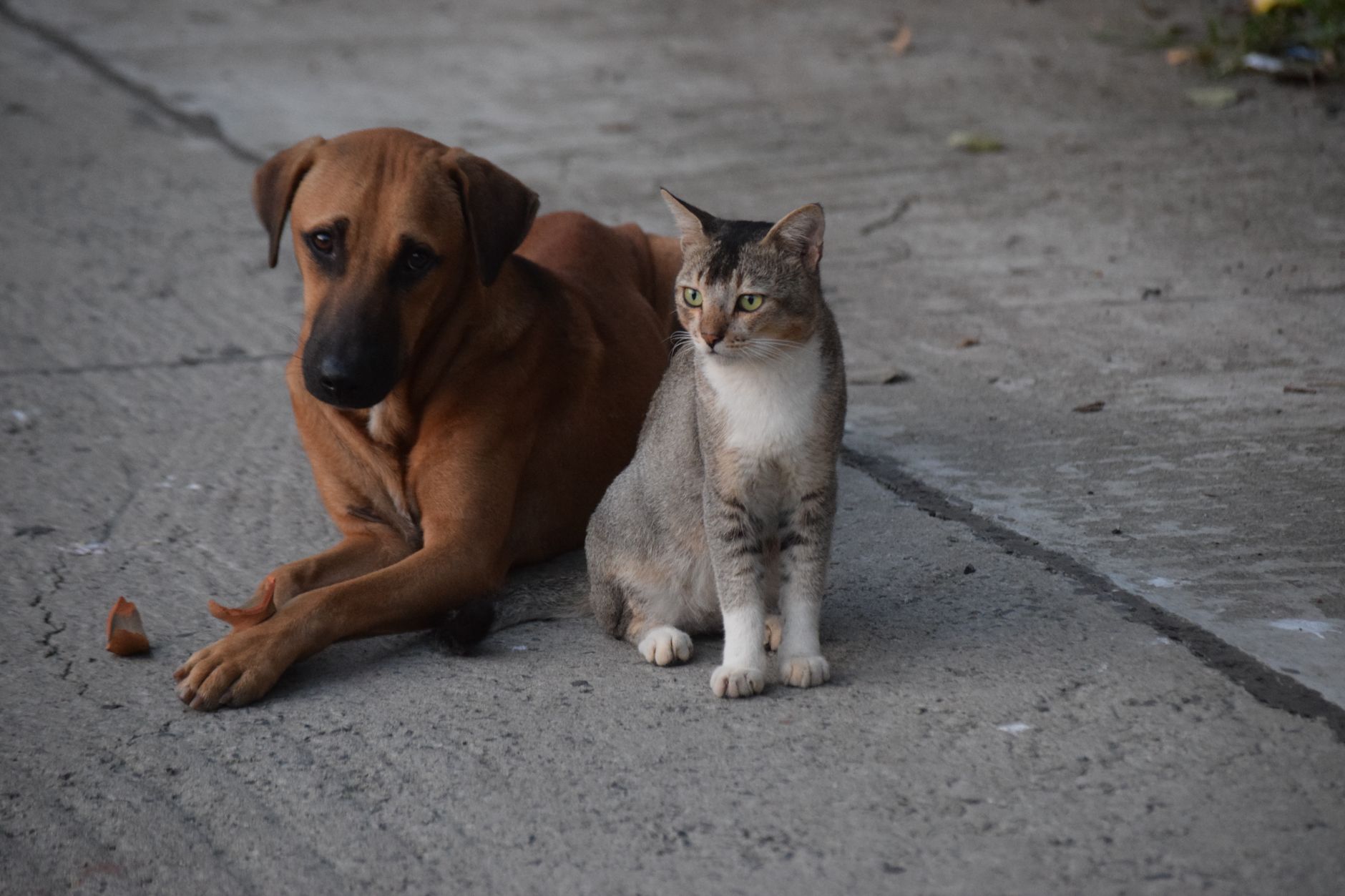 A dog and a cat sitting together on a concrete street in Kolkata. Perfect harmony in an urban settin