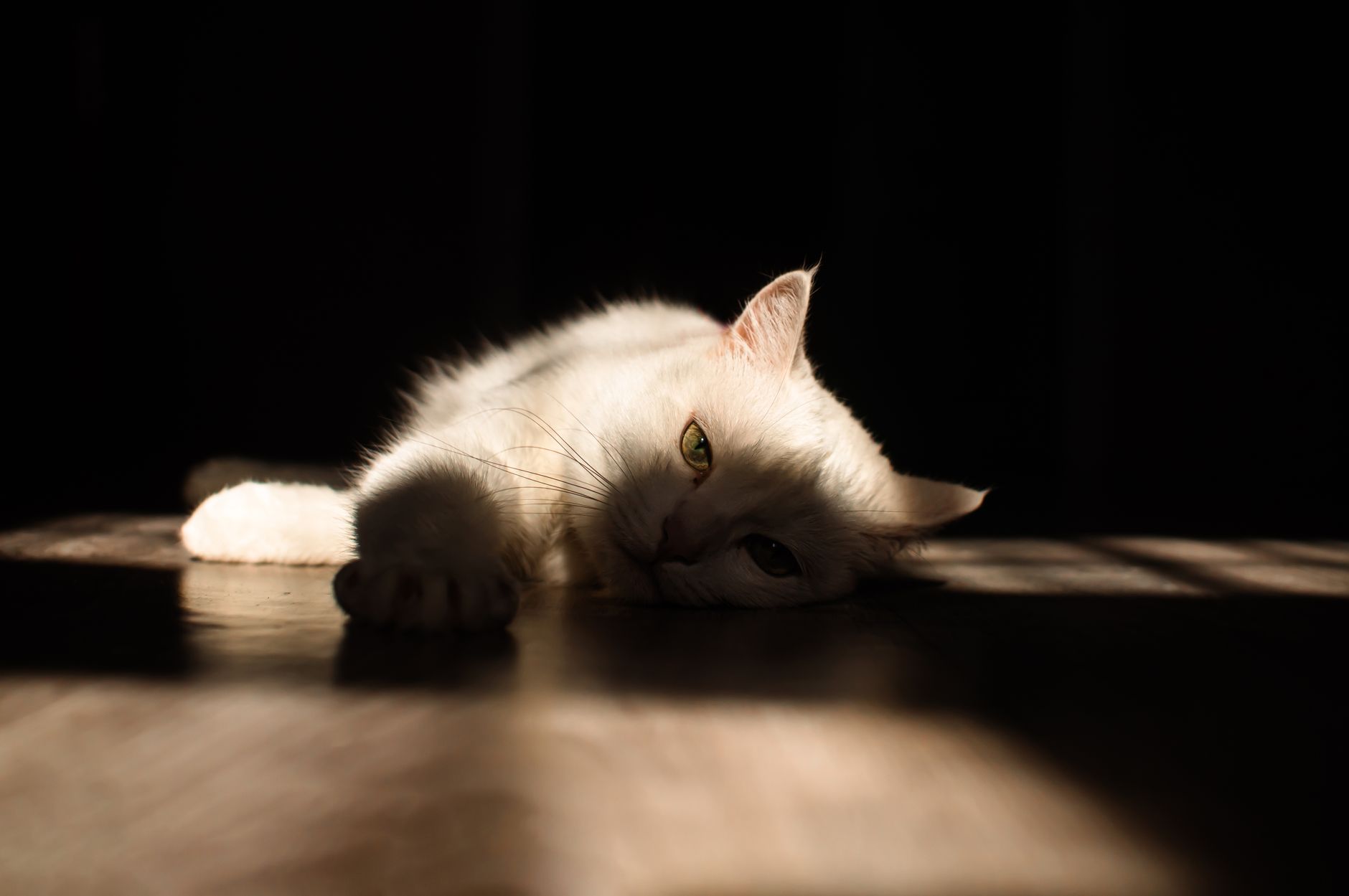 A peaceful white cat lies in a sunbeam on a wooden floor, enjoying the warmth.