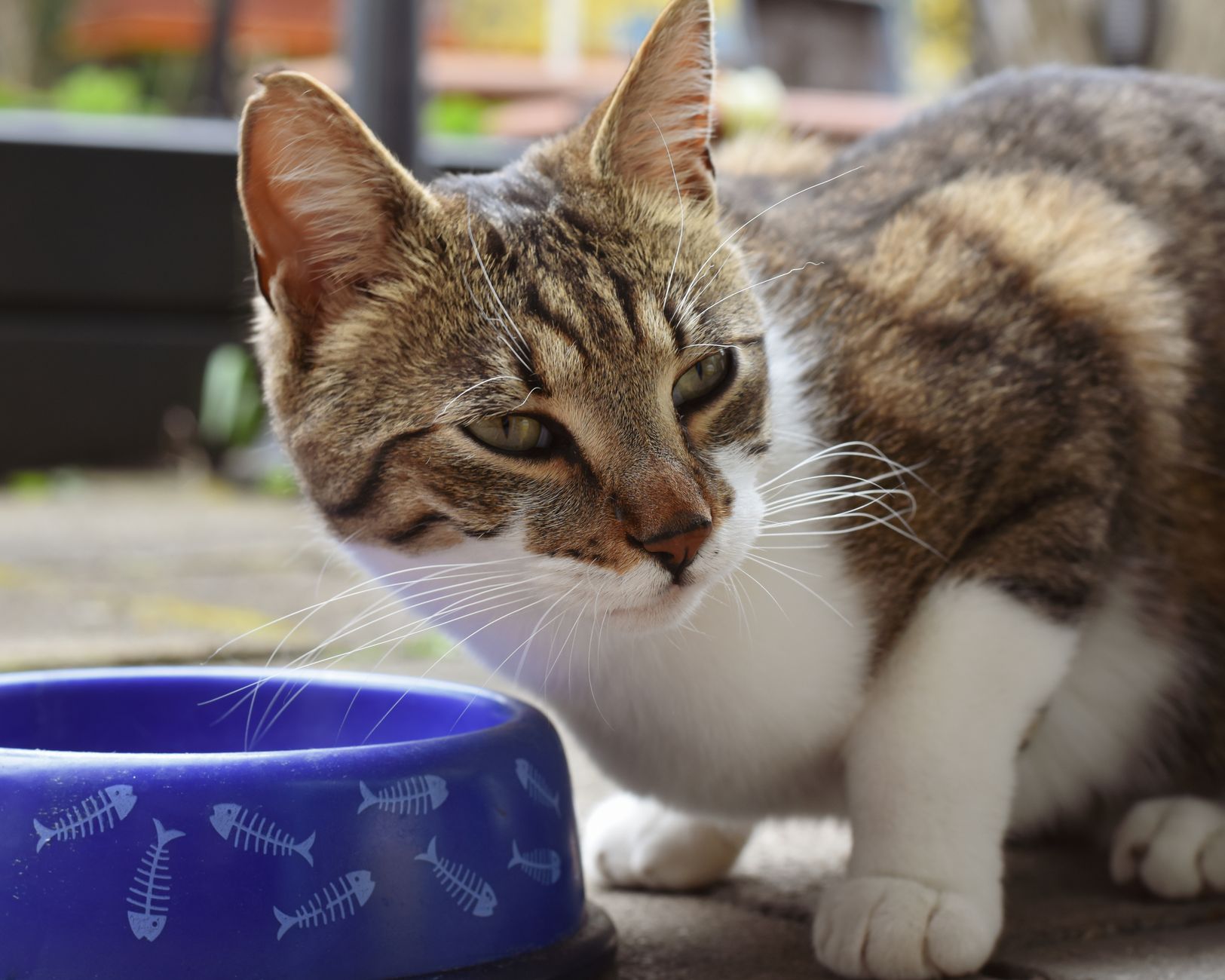 Futterumstellung bei der Katze: So klappt der Wechsel ohne Magenprobleme