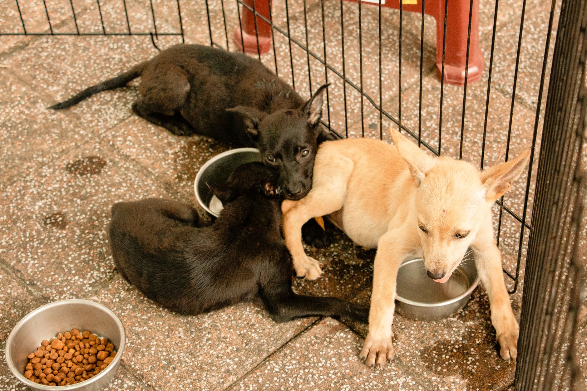 From above of playful black dog biting gently paw of brown puppy while lying together near metal bow