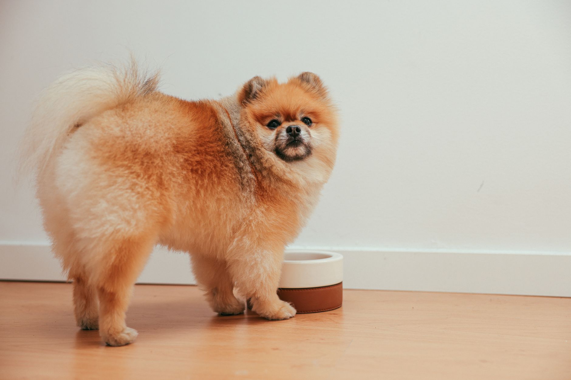 Fluffy Pomeranian puppy by a dog bowl on wooden floor indoors. Cute and furry pet in a home setting.