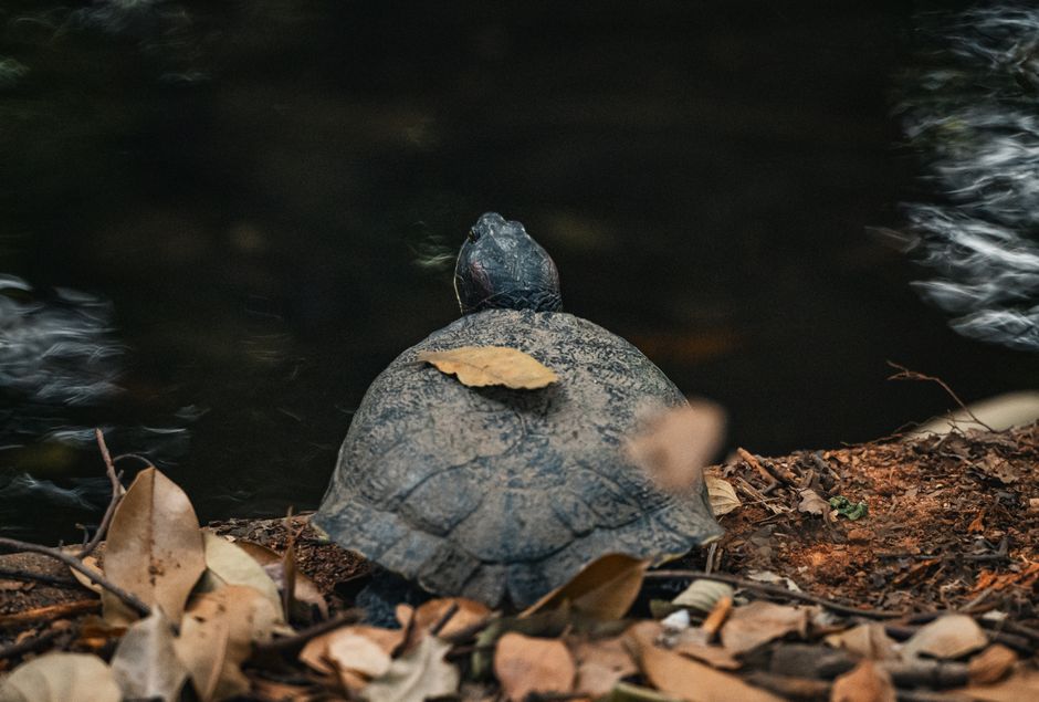 Schildkröte im Herbst: Fütterung vor der Winterstarre