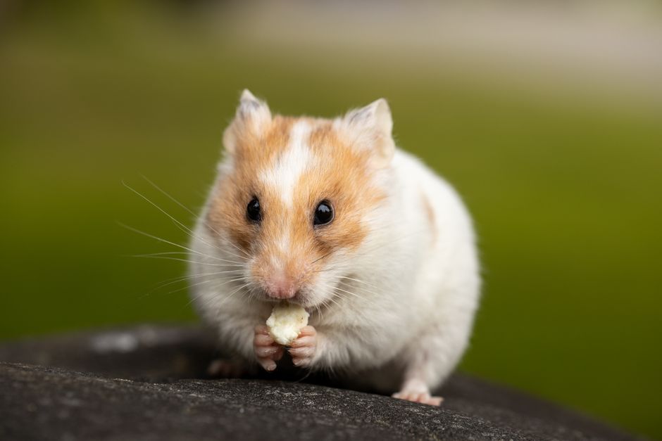 Hamster füttern: Welche Obst- und Gemüsesorten verträglich sind