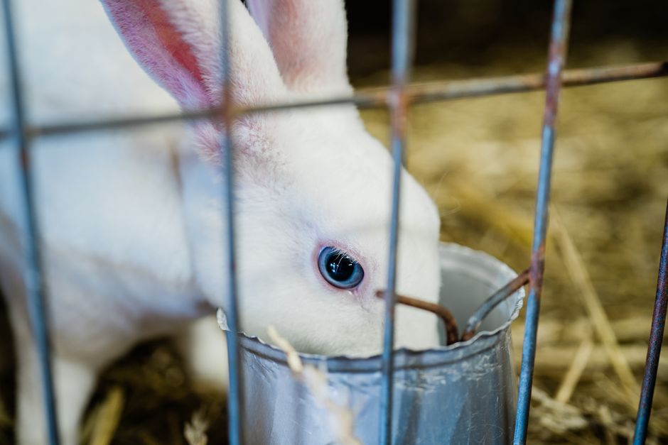 Kaninchen richtig füttern: Heu, Grünfutter und was nicht in den Napf gehört