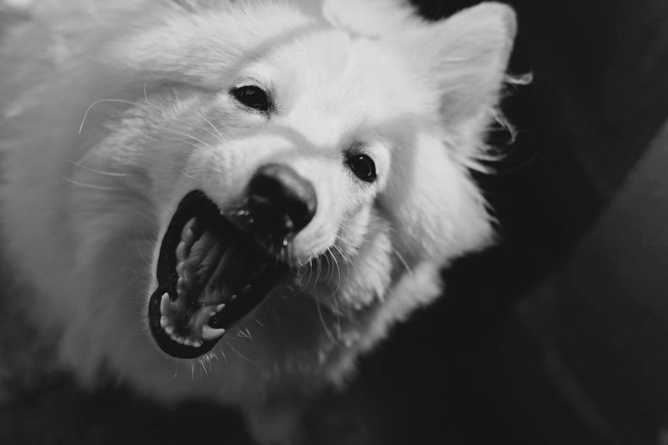 Close-up black and white portrait of a playful furry dog showing its teeth, capt