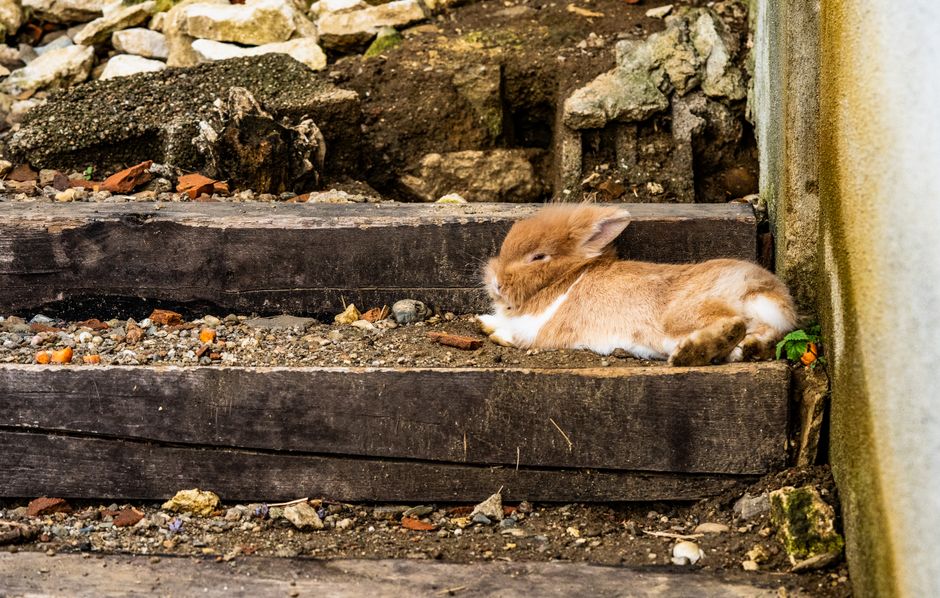 Ginger bunny lying peacefully on wooden steps amidst rocks and gravel outdoors, showcasing calmness