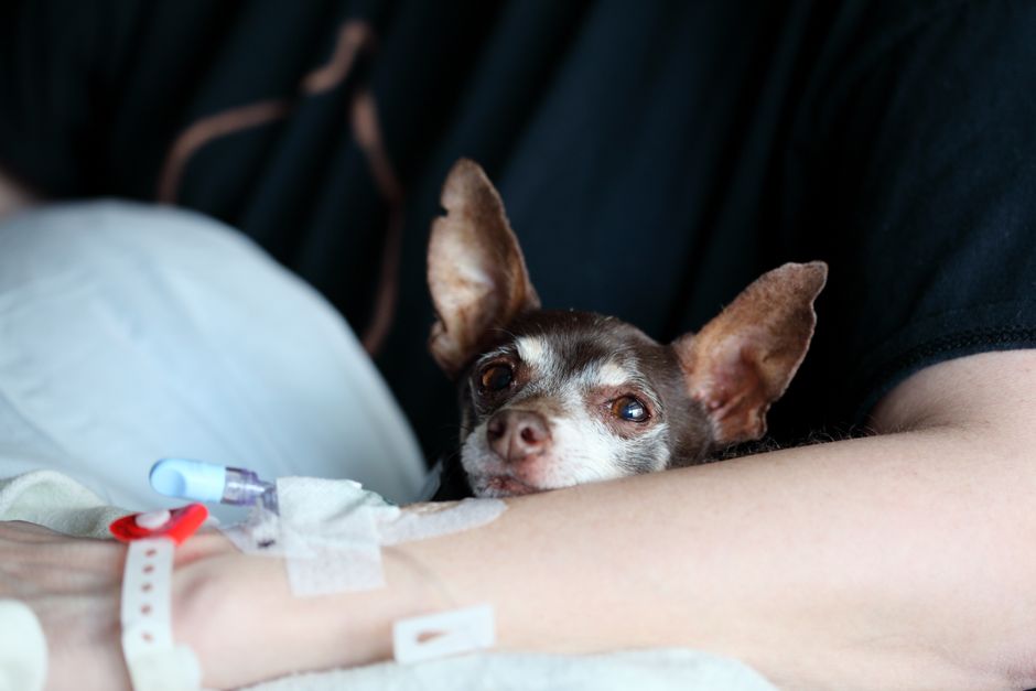 Hund erbrechen Erste Hilfe Schonkost