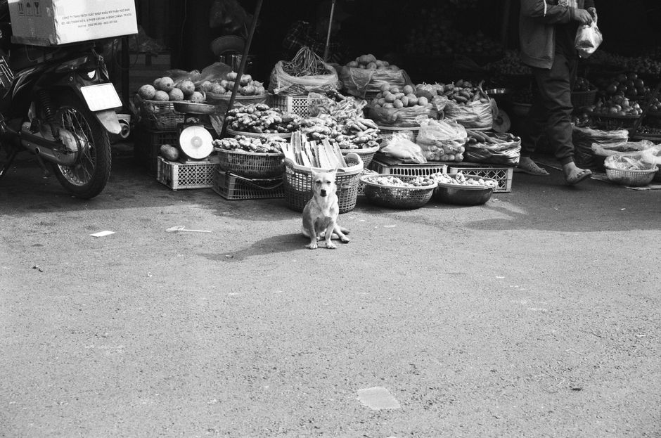 A stray dog sitting in front of a vibrant marketplace showcasing various fruits and vegetables.