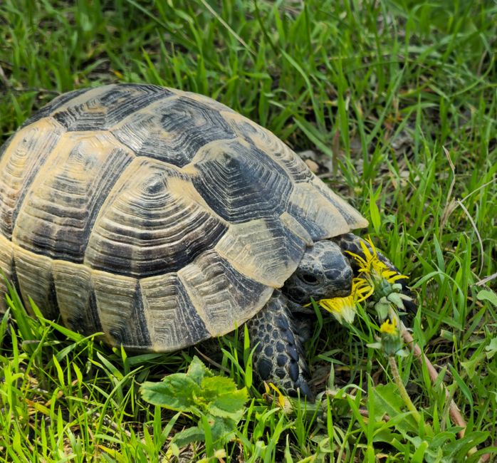 A tortoise eating grass and flowers outdoors in a lush green setting.