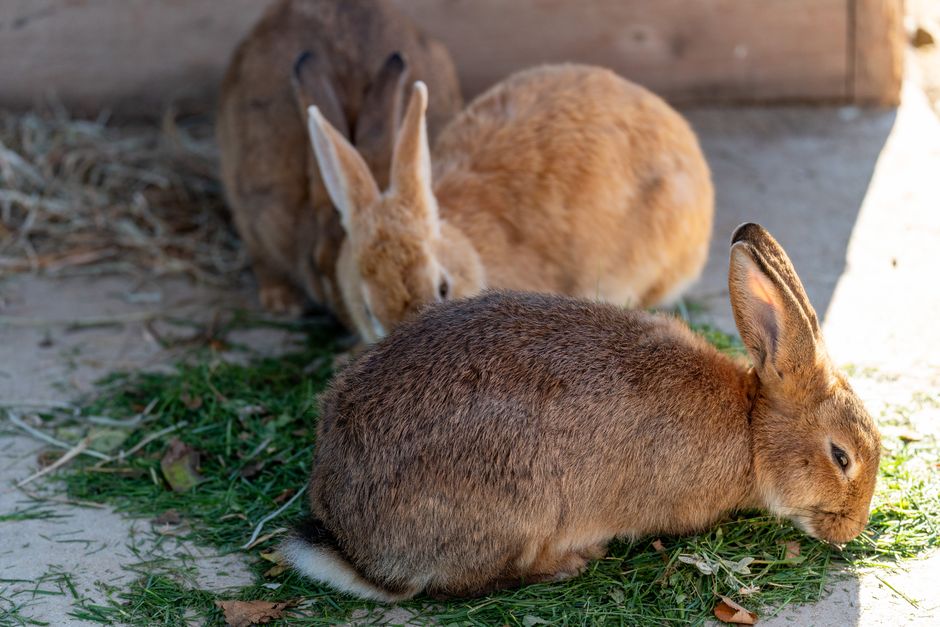 Kaninchen frisst nicht Heu Napf