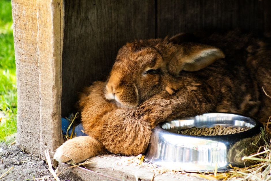 A fluffy brown rabbit relaxes in its wooden hutch with a metal bowl of food in Cambridge, Ontario, C