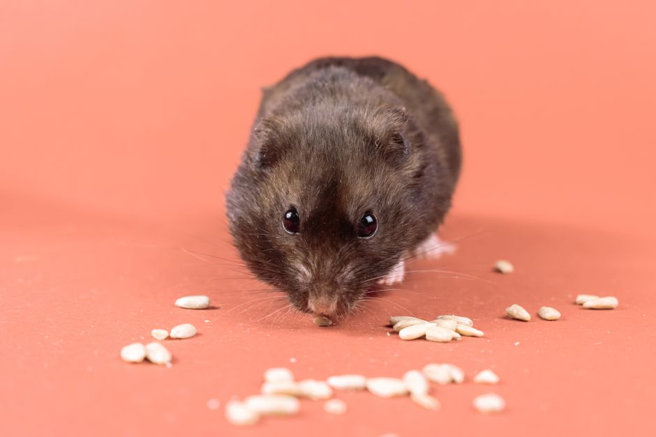 A cute black hamster eating seeds with copy space on a vibrant orange background.