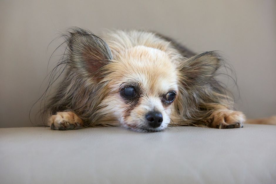 A long-haired senior chihuahua with blind eyes rests peacefully indoors, showcas