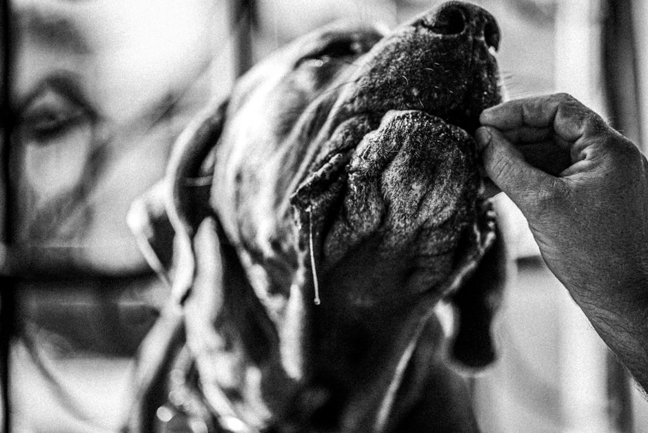 Close-up black and white photo of a hand feeding a drooling dog.