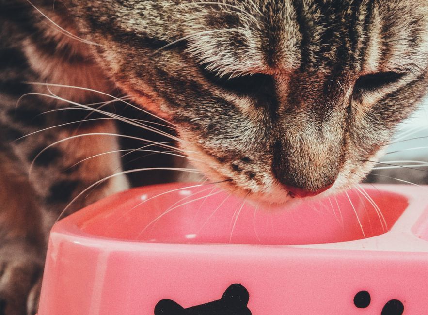 Katze frisst aus dem Napf — Mahlzeitenrhythmus