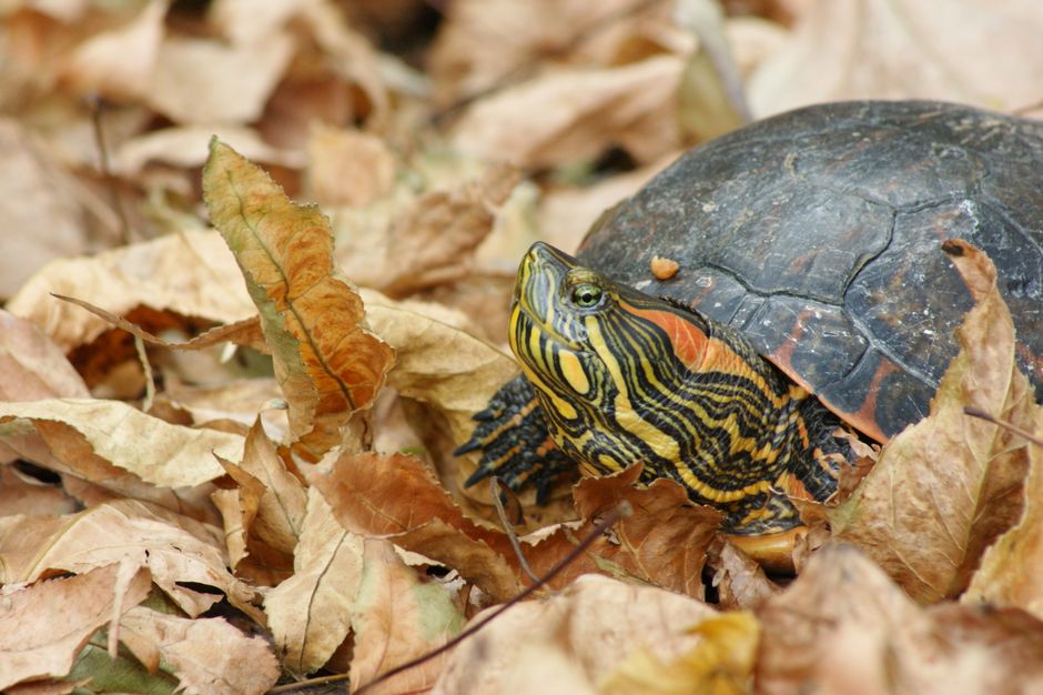 A close-up of a painted turtle resting among dried autumn leaves, showcasing its vibrant shell and d