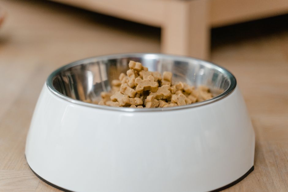 Schonkost mit Reis und Möhren für einen Hund